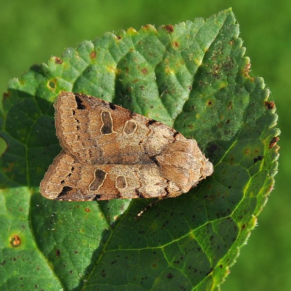 Agrochola litura